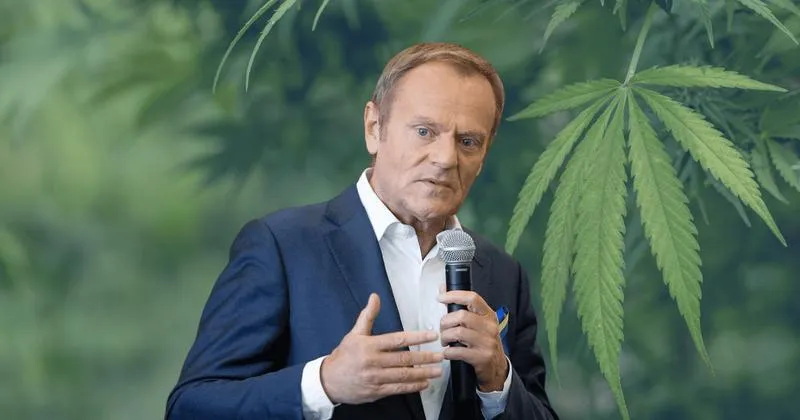 Depenalizacja marihuany w Polsce: Co warto wiedzieć o aktualnym statusie prawnym?