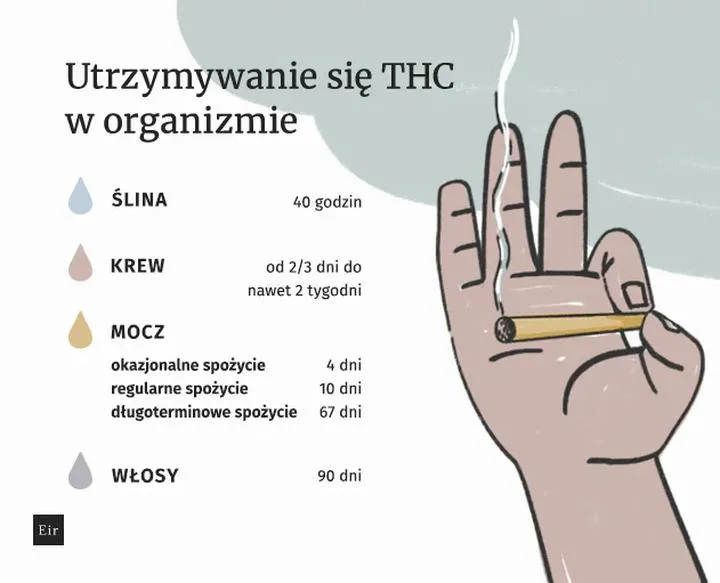 Jak długo THC utrzymuje się w organizmie? Objawy, skutki i praktyczne porady