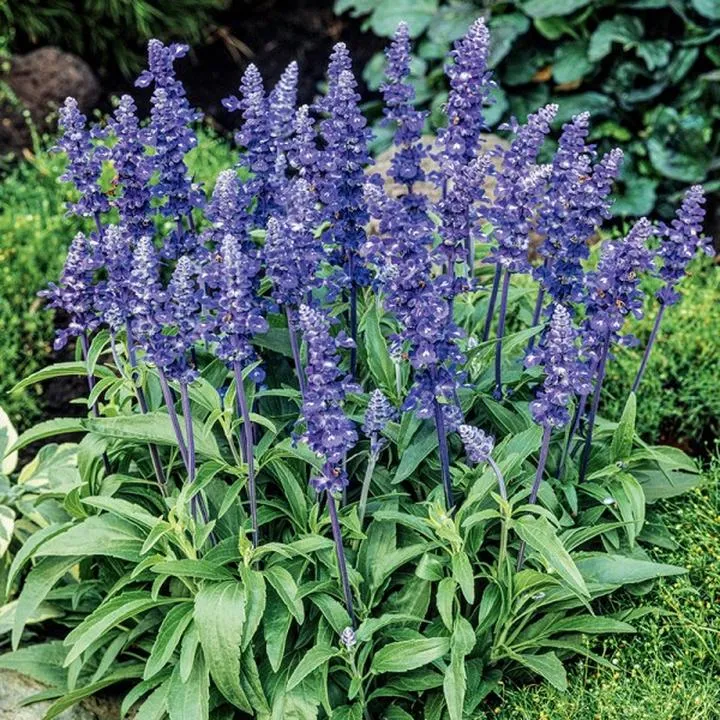 Palenie szałwii: Odkryj tradycyjne zioło i jego niezwykłe korzyści zdrowotne