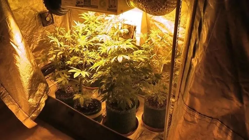 Sekrety udanej uprawy marihuany indoor: Dlaczego warto mieć własną hodowlę?