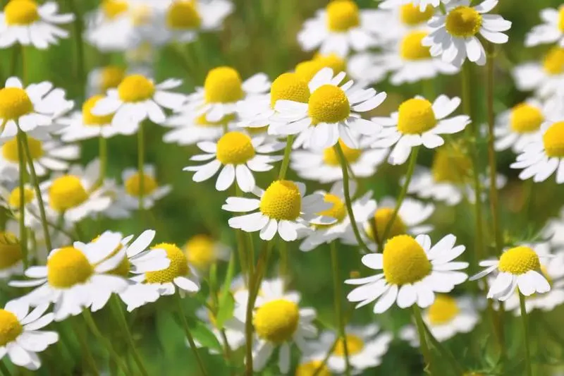 Suszony rumianek: jak tradycyjne leczenie wkracza w nowoczesny świat zdrowia