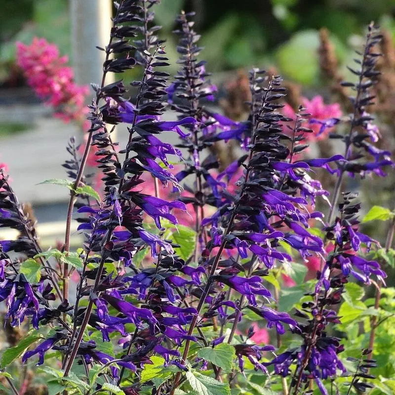 Historia i tradycje szałwii