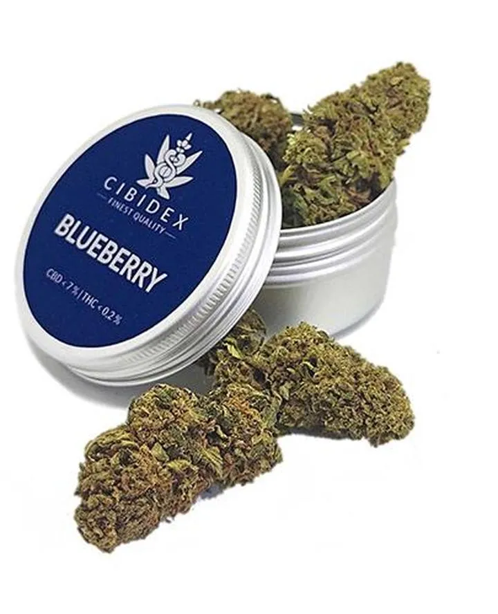 Korzyści zdrowotne suszu konopnego