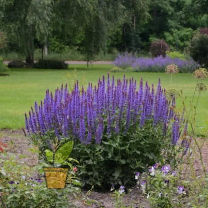 Korzyści zdrowotne szałwii