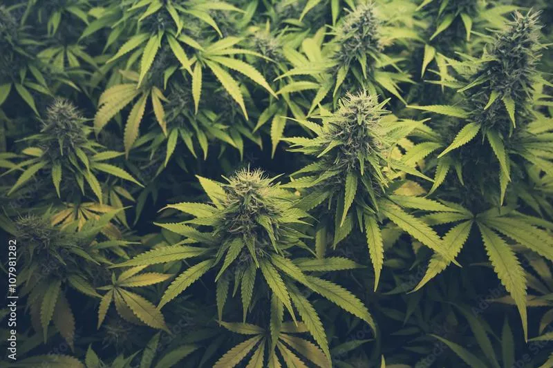 Marihuana medyczna i terapie