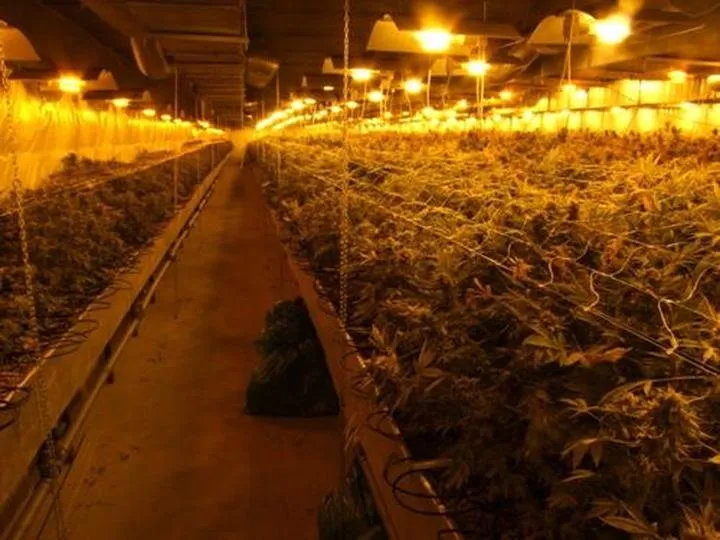 Najczęstsze błędy w uprawie marihuany