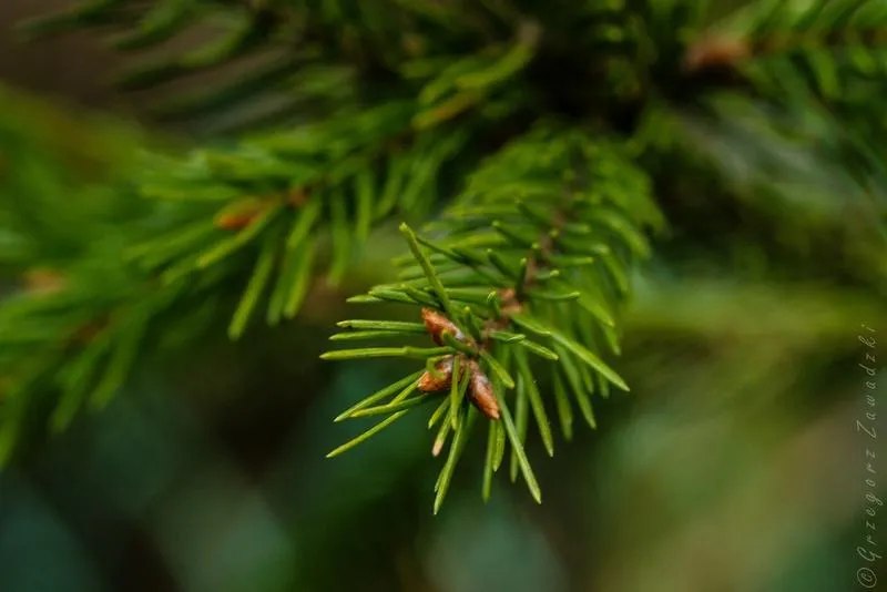 Ranking maści przeciwbólowych