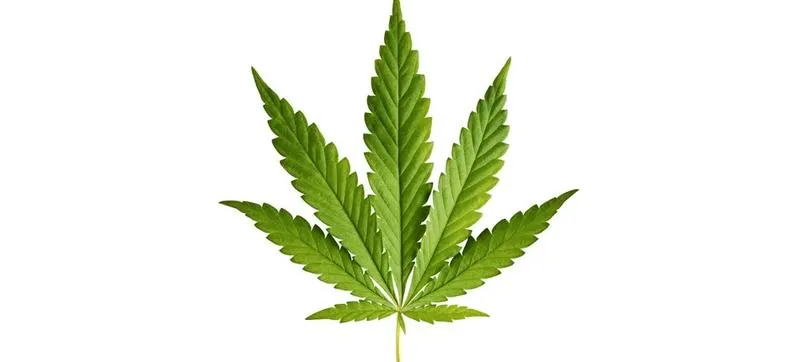 Społeczne i ekonomiczne skutki legalizacji