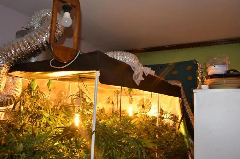 Uprawa marihuany indoor