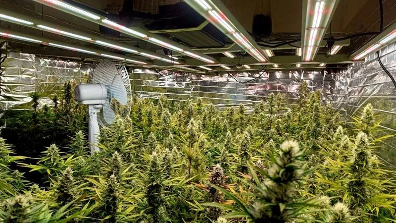 Wybór nasion marihuany